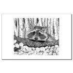 Raccoon Pen and Ink 11 X 17 Poster/Print by NANCE